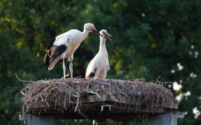 Storchenbrut 2018 in Hassendorf!