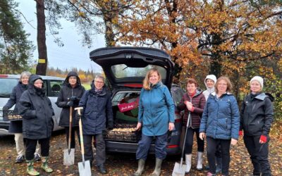 Hassendorf blüht auf: 6.000 Frühblüher für mehr Farbe und Artenvielfalt